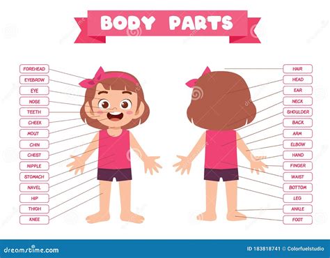 Feliz Anatomía De Parte Del Cuerpo De Una Niña Linda Ilustración Del