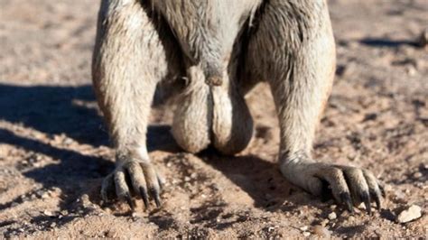 Bbc Earth Can You Identify These Animals Based Only On Their Genitals