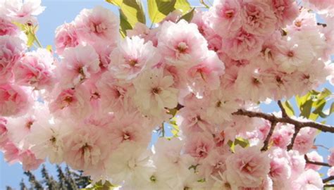 If you are going to be collecting in the morning and expect dew, cover the flowering shoots with brown paper grocery bags at dusk the previous night so the flowers will be dry when you pick them.from large trees. Information on New England Flowering Trees | Garden Guides