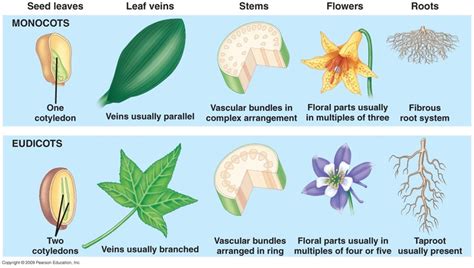 Types Of Seed Plants Monocots And Dicots Biology Plants Plant