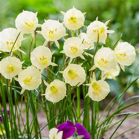 Arctic Bells Daffodil Buy Online Brecks