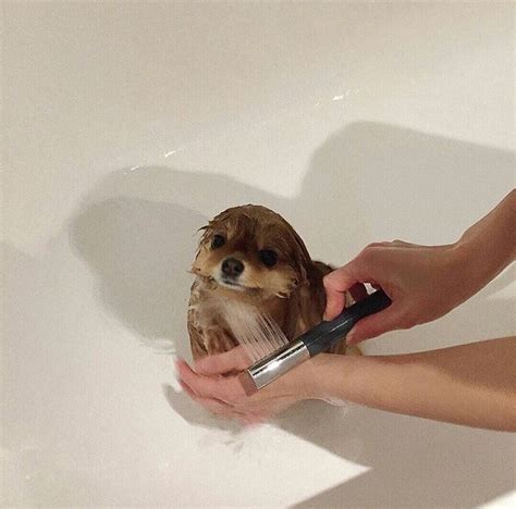 𝐒𝐀𝐕 On Twitter Tiny Animals Taking Tiny Baths 🛁 Cute Creatures