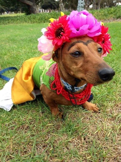 27 Disfraces De Halloween Extremadamente Ingeniosos Para Tu Perro