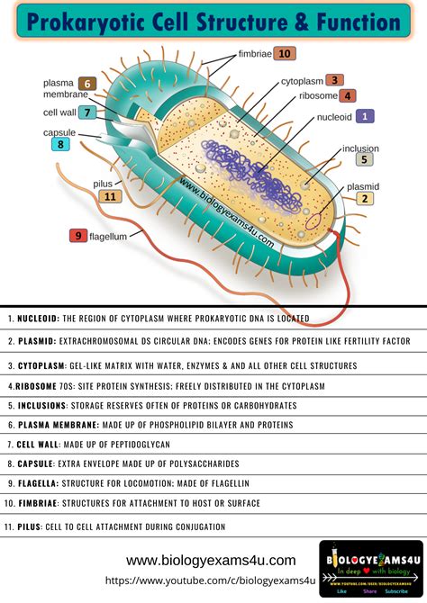 Prokaryotic Cell Structure And Function Poster Pdf