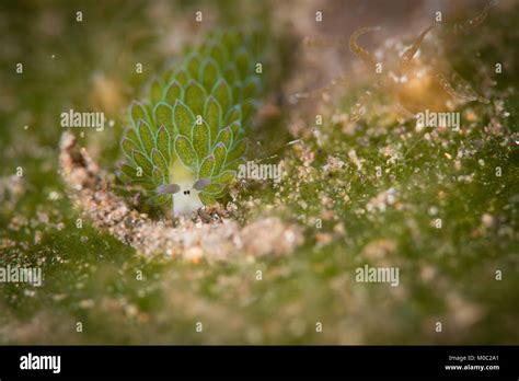 The Little Shawn The Sheep Nudibranch Costasiella Usagi Is One Very