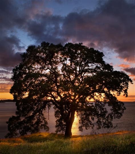 Oak Tree Sunset Photograph By Molly Wassenaar Pixels