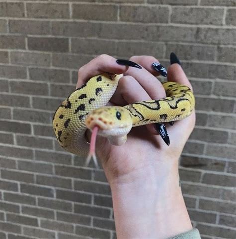 Super Cute Ball Python Cute Reptiles Pet Snake Cute Sneks