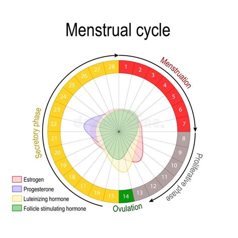 Diagramme Dovulation Cycle Menstruel Femelle Illustration De Vecteur