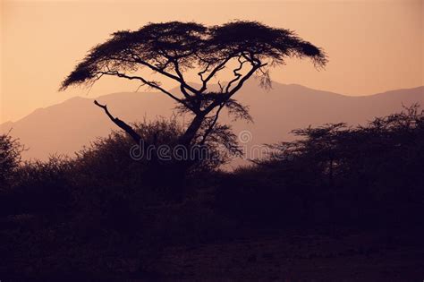 African Tree Sunset Silhouette Stock Photo Image Of Colour Glow 6714404