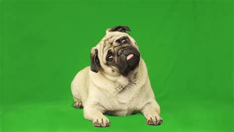 From now on it's easy to think in pixels but still set sizes in terms of ems: Cute Pug Dog. Green Screen. Stock Footage Video (100% Royalty-free) 1018030420 | Shutterstock