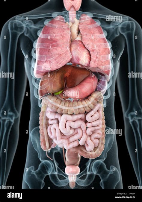 3d Rendered Medically Accurate Illustration Of A Mans Internal Organs
