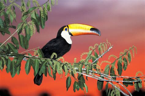 Toucan Parrot Bird Tropical 14 Wallpapers Hd Desktop And Mobile