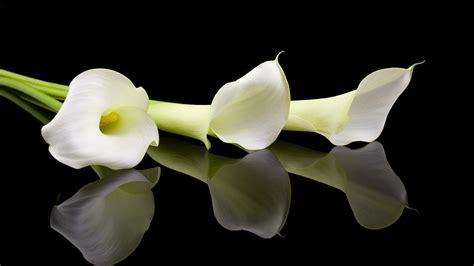 Calla Lily Wallpapers Top Free Calla Lily Backgrounds Wallpaperaccess