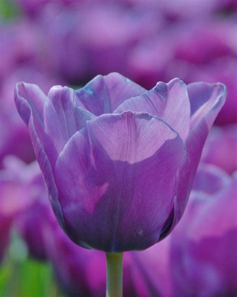 Tulip Blue Aimable Bulbs — Buy Online At Farmer Gracy Uk