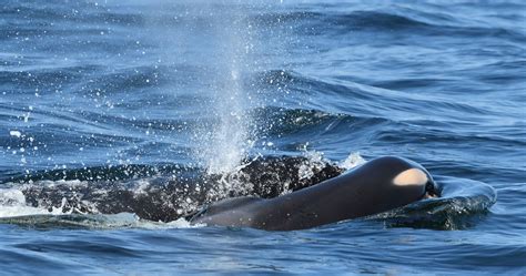 Mother Orca Spotted Carrying Dead Calf For 17th Day Huffpost