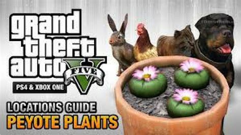 Gta 5 Peyote Plant Location Peyote Bigfoot Walkthrough Guide For Ps4