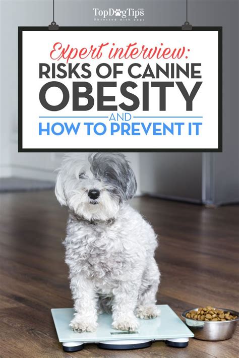 Pin On Overweight Dogs
