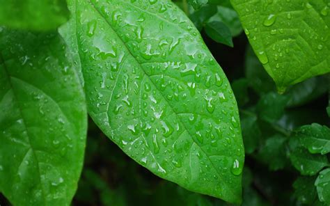 Green Nature Leaves Wet Plants Water Drops Macro Wallpaper 1920x1200