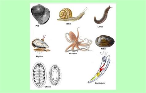 Mollusca Pengertian Ciri Struktur Tubuh Klasifikasi Cekrisna