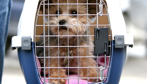 As a general guideline, please make sure your pet can sit, stand and move around within its closed kennel, without touching the sides. Is Your Pet Safe Flying In Cargo? - Condé Nast Traveler