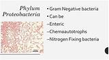Where Can Nitrogen Fixing Bacteria Be Found