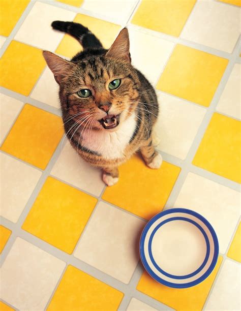 Aggressive behavior a couple of days after surgery is the norm. Do Cats Know When They've Been Neutered? | Cuteness