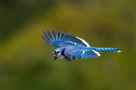 Blue Jay In Flight Backcountry Gallery Photography Forums