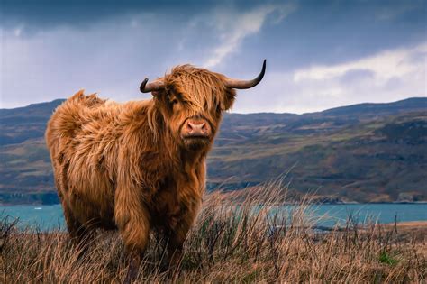 In Pictures Take A Look At Scotlands Famous Redheads Scottish Cow