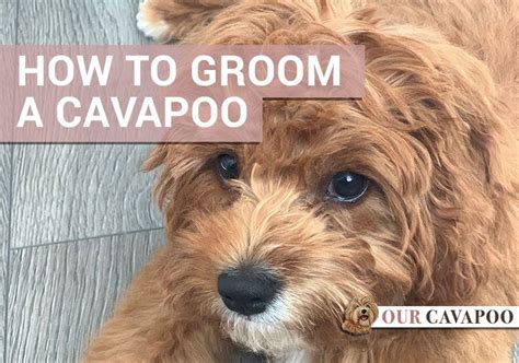 Cavapoo Haircuts Before After Grooming Style Photos Artofit