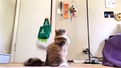 Watch This Incredible 2 Legged Cat Play Like A Champion