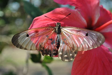 A Female Clear Wing Butterfly Taken By Shannie Leigh In North