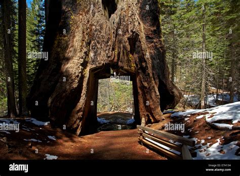 Dead Giant Tunnel Tree Tuolumne Grove Near Crane Flat Yosemite
