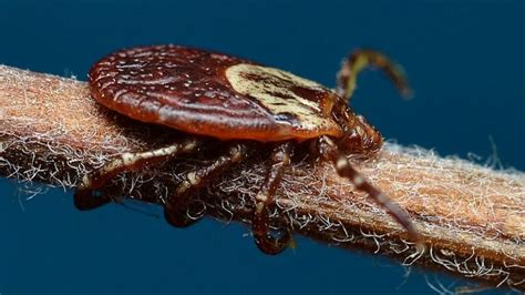 5 Types Of Ticks In Florida With Pictures House Grail