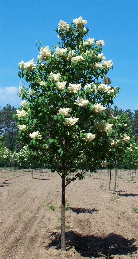 Syringa Reticulata ‘ivory Silk Japanese Tree Lilac Cherry Creek Nursery
