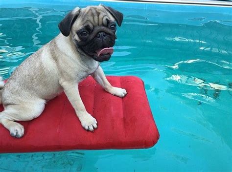 Pin By Kristel Jax On Pugs In Pools Pugs Animals Dogs