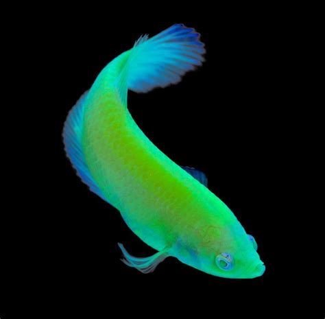 Glofish Introduces Bettas To Fluorescent Fish Offerings Betta Aquarium