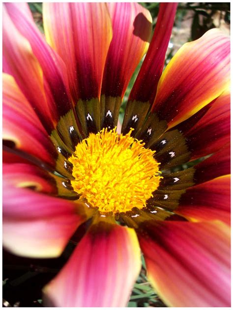 17 Stunning Macro Flower Photography 99inspiration