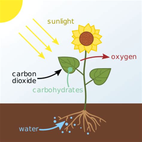 Photosynthesis And How Plants Use Water Owlcation