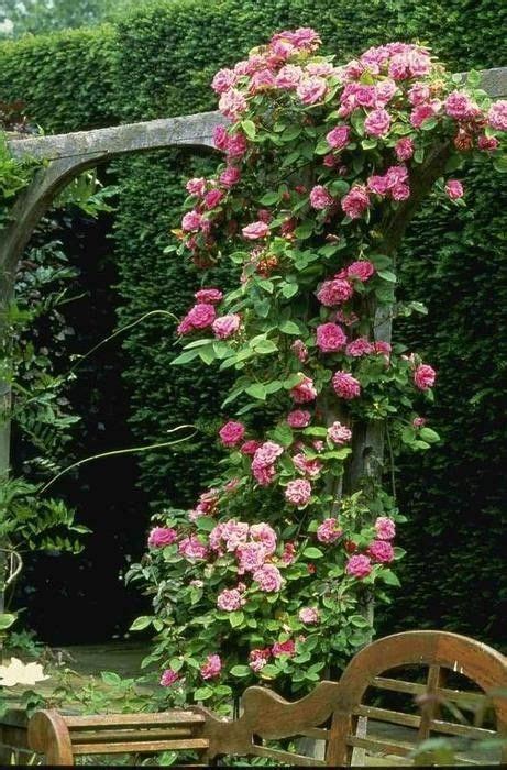 Climbing Roses Are Very Fragrant I Like This Support Structure