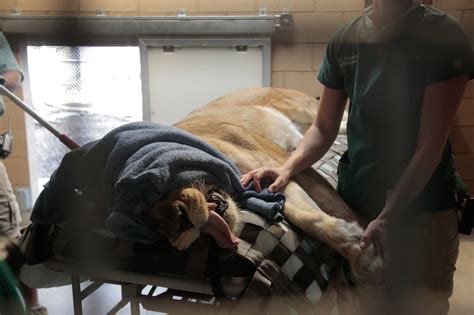 A few weeks ago we had a number of... - Fresno Chaffee Zoo