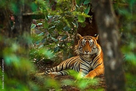 Indian Tiger Male With First Rain Wild Animal In The Nature Habitat