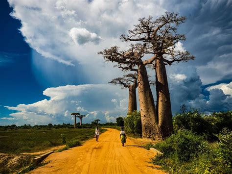 One Of The First View You Will Get Of Baobabs Trees These Ones Are