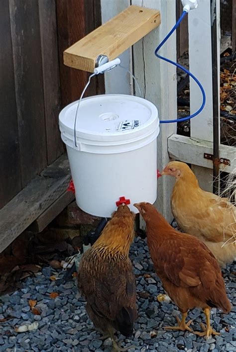 Automatic Chicken Feeder Diy Automatic Chicken Feeders Save Time