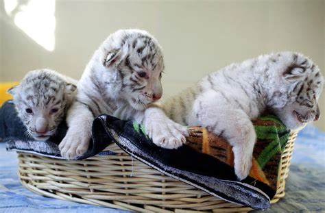 Photo Of The Day Bengal Tiger Cubs Russia Beyond