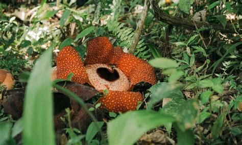 Langka Bunga Rafflesia Arnoldi Tumbuh Di Kebun Raya Bogor Likein