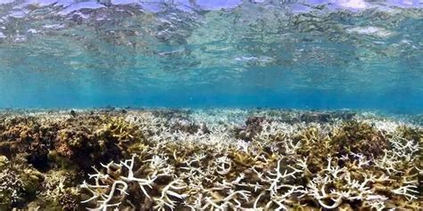 Corals Are Being Cooked A Third Of Taiwans Reefs Are Dying Raw Story