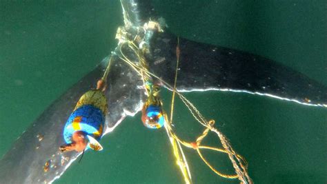 Entangled Humpback Whale Freed In The Monterey Bay