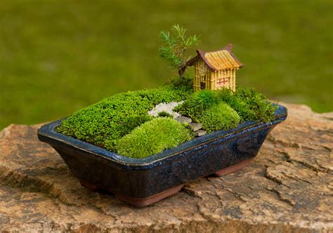 How To Grow Moss For Your Mini Garden At Home