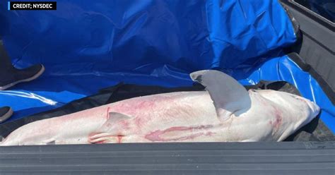 Dead Great White Shark Recovered On Southampton Beach Cbs New York