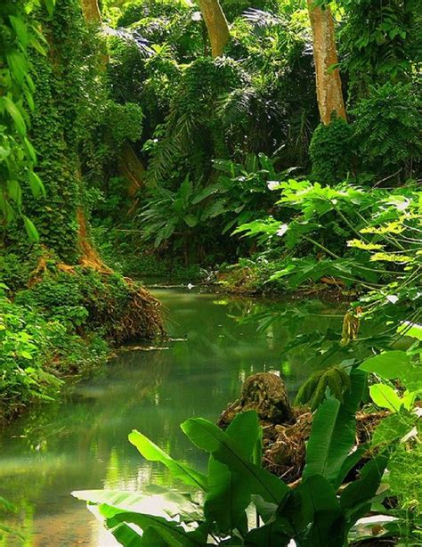 The afrotropical (mainland africa, madagascar, and scattered islands), the australian the rainforests of central africa still cover a substantial area. Tropical Rainforest, Mexico | Landscape, Tropical ...